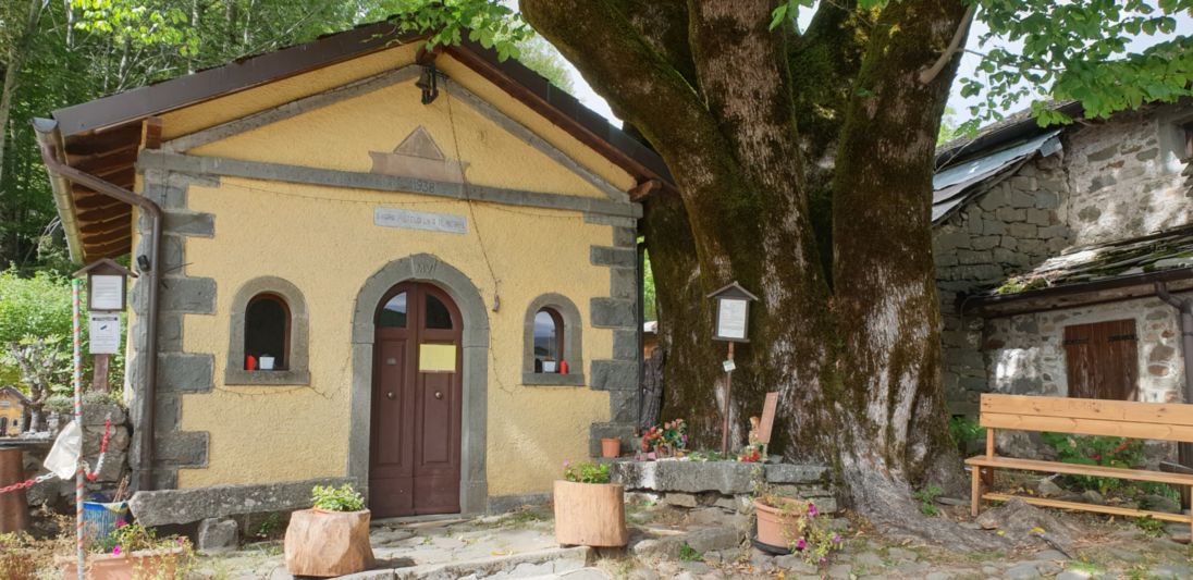 Olmo montano_Pievepelago_20230920_121842